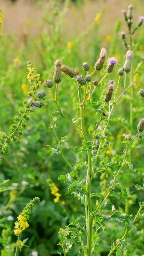 A close-up shot captures creeping thistle plants. Vídeos de archivo 340511841
