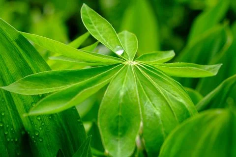 A close-up shot captures a green leaf with a water droplet on it. Stock Photos