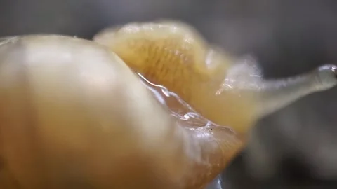 This close-up shot captures the intricate details of a snail's shell and body Stock Footage 304792157