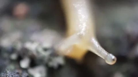 This close-up shot captures the intricate details of a snail's shell and body Stock Footage 304792166