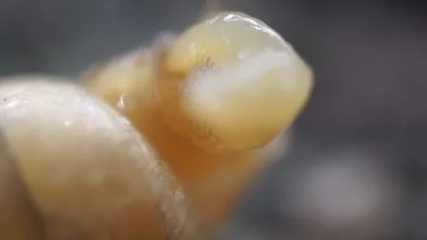 This close-up shot captures the intricate details of a snail's shell and body Stock Footage 304792199