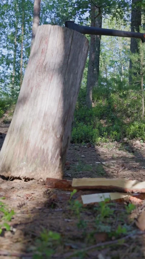 A close-up shot captures a man dropping firewood to the ground Stock Footage 338412686