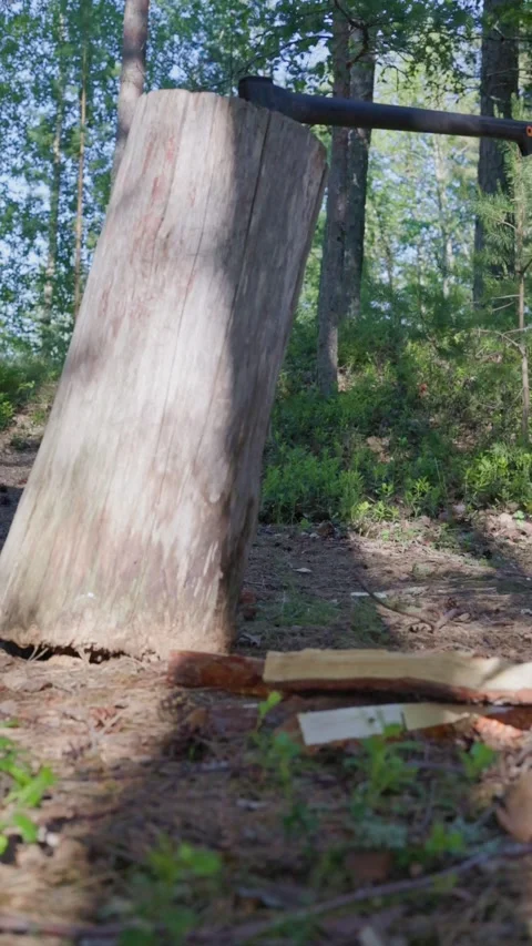 A close-up shot captures a man dropping firewood to the ground Stock Footage 338412689