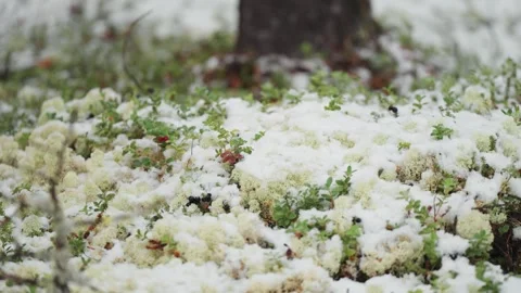 A close-up shot captures the moss-covered forest floor with miniature Stock-Footage 278150951
