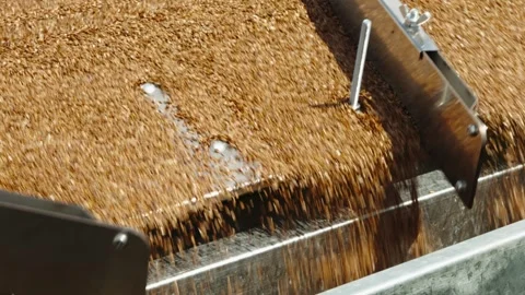 A close-up shot captures thousands of small brown seeds or flaxseeds cascadi Stock Footage 339910219