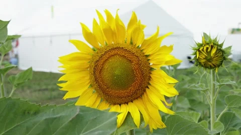 A close-up shot captures a vibrant yellow sunflower blooming in a field Stock Footage 339909823