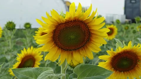 A close-up shot captures a vibrant yellow sunflower blooming in a field Stock Footage 339909954