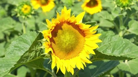 A close-up shot captures a vibrant yellow sunflower blooming in a field Stock Footage 339909993