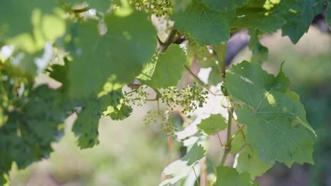 A close-up shot captures young, green grapevine flowers and vibrant grape 库存影片 341666638