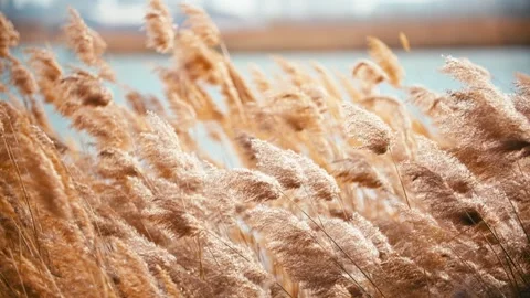 A close-up shot capturing the atmospheric scene of reeds swaying on the wate Stock Footage 345587956
