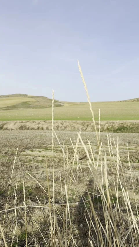 Close-up shot capturing dry grasses swaying against a backdrop of rolling h.. Stock Footage 302188156