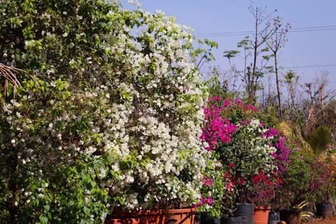 Close-up shot capturing the essence of spring with vibrant white bougainvil.. Stock Photos
