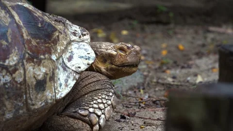 Close up shot capturing an old stumpy African spurred tortoise, Stock Footage 244109319