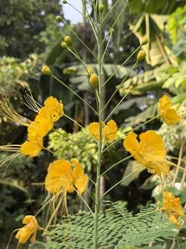 Close-up shot capturing the vibrant yellow flowers of the Pride of Barbados p Foto stock