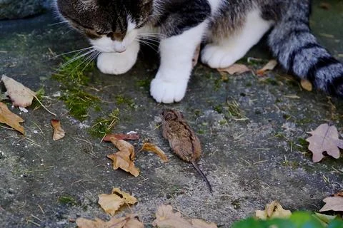 A close-up shot of a cat examining a mouse. Stock Photos