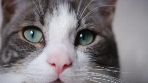 Close up shot of cat eyes looking at camera Stock Footage 246431956