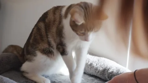 Close-up shot of a cat playing with its owner trying to catch a wool strand 動画素材 295836640