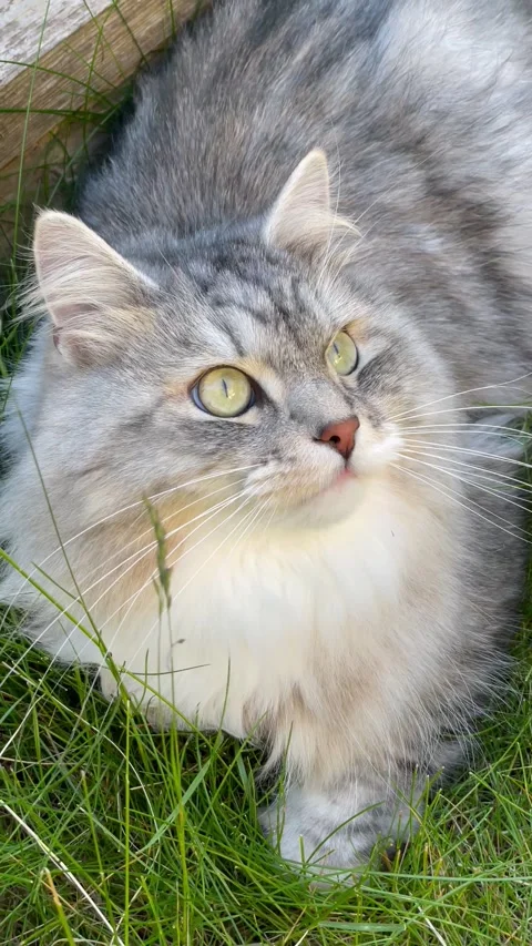 Close up shot of cat sitting in grass chirping at birds Stock Footage 226058998