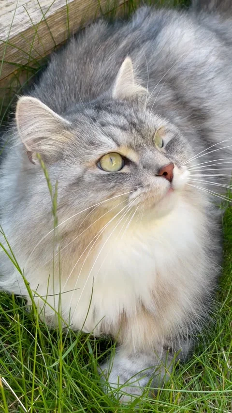 Close up shot of cat sitting in grass chirping at birds Stock Footage 226059047