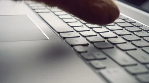 Close up shot of cat is typing text on a laptop Stock Footage 87385798