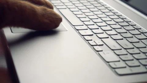 Close up shot of cat is typing text on a laptop Stock Footage 87782164