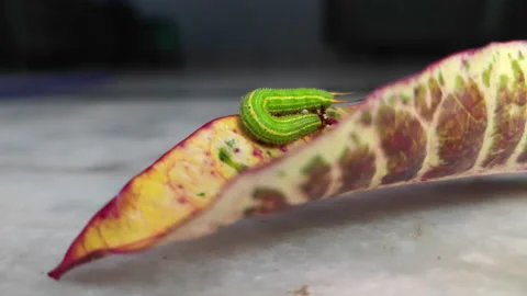 Close Up Shot of a Cater Pillar Moving on a Leaf 8K 스톡 동영상 211674782