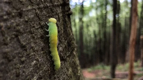 Close shot of caterpillar climbing the tree in the forest Stock Footage 93305527