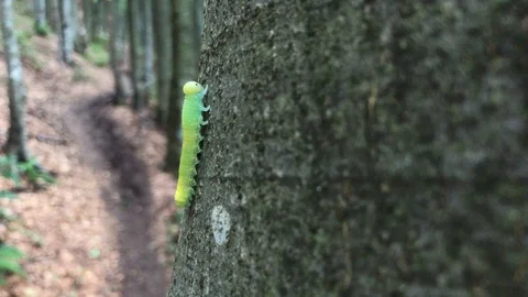 Close shot of caterpillar climbing the tree in the forest Stock Footage 93305535