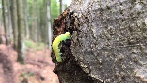 Close shot of caterpillar climbing the tree in the forest Stock Footage 93305540