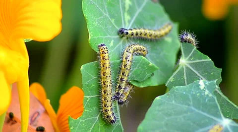 Close shot of Caterpillar eating leaves. Stock Footage