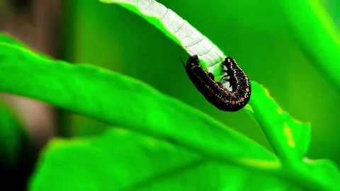 Close Up Shot of Caterpillar on a leaf Stock Footage 264767290