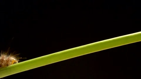Close up shot of catterpillar on black background. Video stock 43175336