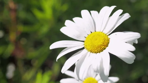 Close up shot of chamomile flower on a green field background. Daisy swaying in Video stock 155990164