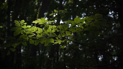 Close-up shot of changing sunlight touching the leaves of a tree Stock Footage 157715858