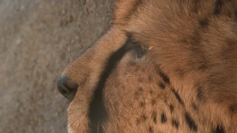 Close shot to a cheetah Stock Footage 165140840