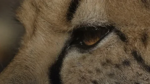 Close Up Shot Of Cheetah Stock Footage 165159866