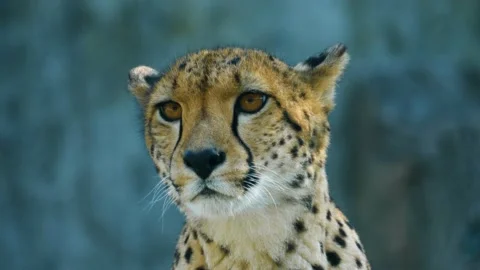 Close up shot of a cheetah head Stock Footage 219435799
