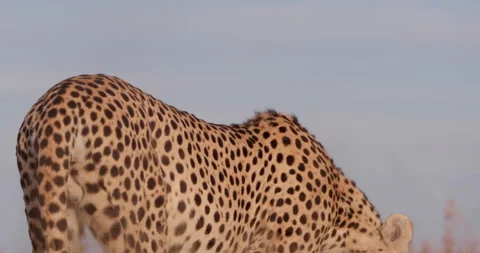 Close up shot of a cheetah's body crouching to devour a kill Stock Footage 308675492