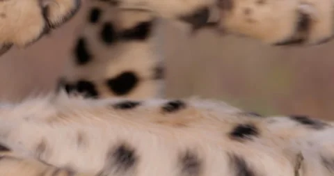 Close up shot of a cheetah's body rolling paws up Stock Footage 308675064