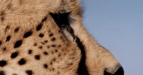 Close up shot of a cheetahs' eyes looking keenly in Kenya Stock Footage 308674084