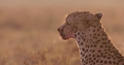 Close up shot of a cheetah's face drenched in fresh blood Video stock 308675358