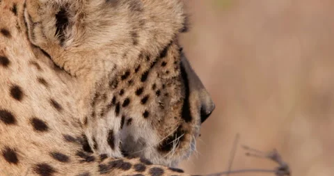 Close up shot of a cheetah's  face right side profile Video stock 308674426