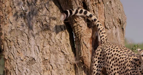 Close up shot of a cheetahs frame territory spraying on a trunk Video stock 308679126