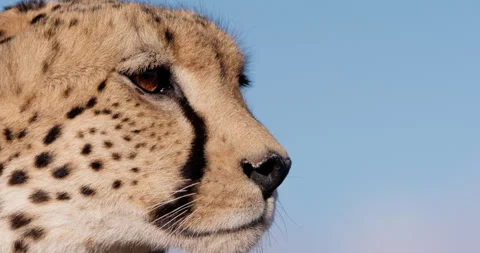 Close up shot of a cheetahs' head as it surveys the area Stock Footage 308674116