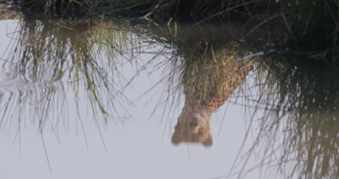 Close up shot of a cheetah's head on the water as it scans the plain Stock Footage 308674528
