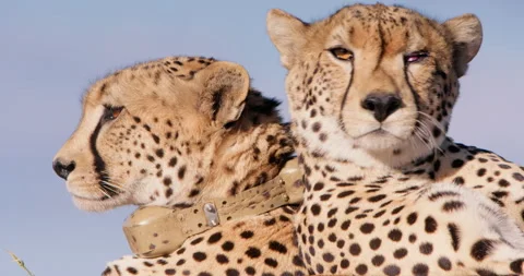 Close up shot of cheetahs' heads scanning opposite sides of each other Stock Footage 308674054