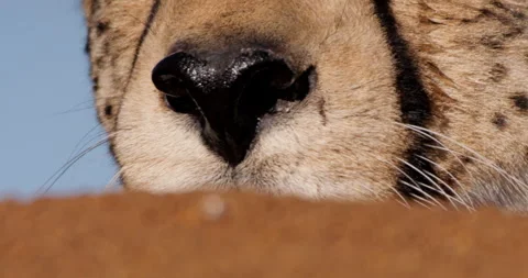 Close up shot of a cheetahs' nose on a hot afternoon in Kenya. Stock Footage 308674069
