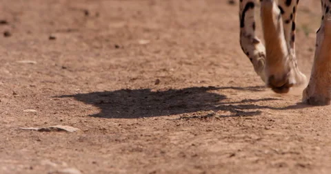 Close up shot of a cheetahs paws striding in a kenyan plain Video stock 308679310