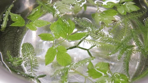 Close-up shot of chef taking microgreen herb with tweezers for cooking in the Stock Footage 129458151