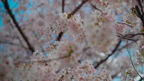 Close up shot, Cherry Blossom trees flower in yeouido Park Stockbeeldmateriaal 106611622